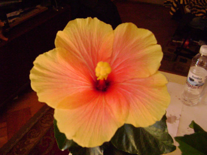 DSC08496 - hibiscus 2012