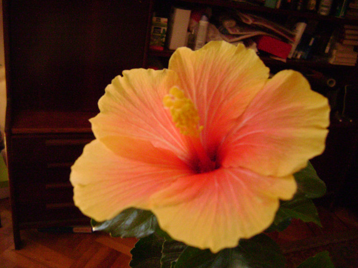 DSC08497 - hibiscus 2012