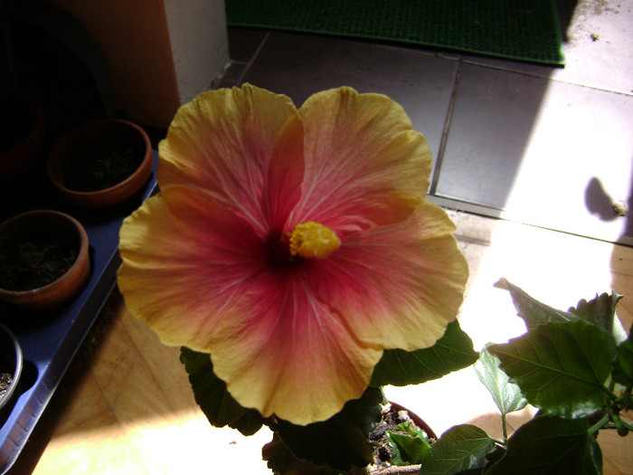 DSC08500 - hibiscus 2012