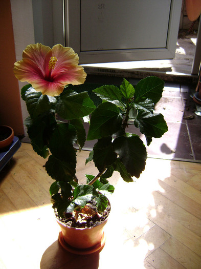 DSC08503 - hibiscus 2012