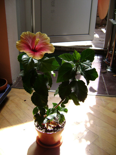 DSC08501 - hibiscus 2012