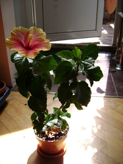 DSC08502 - hibiscus 2012