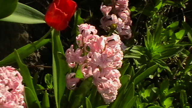 IMGA0819 - gradina 2012