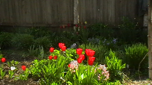 IMGA0856 - gradina 2012