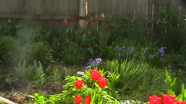 IMGA0857 - gradina 2012