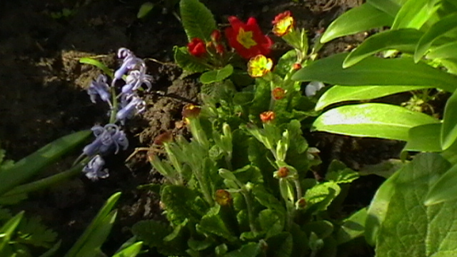 IMGA0865 - gradina 2012