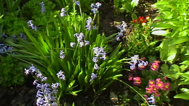 IMGA0867 - gradina 2012