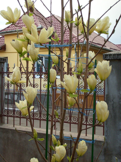 Magnolia Yellow River-2012 - Magnolia YELLOW RIVER -evolutie 2009