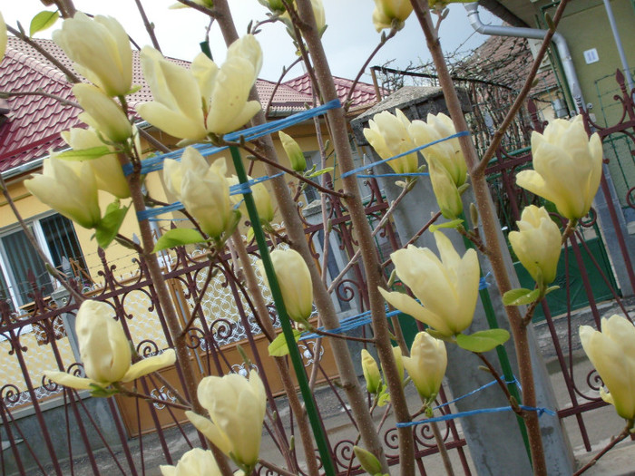 Magnolia Yellow River-2012; e un vis in orice gradina!
