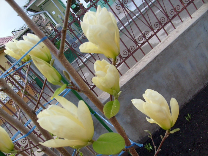 Magnolia Yellow River-2012; flori indeaproape..sunt atat de fine si gingase...ca nici nu le poti atinge...
