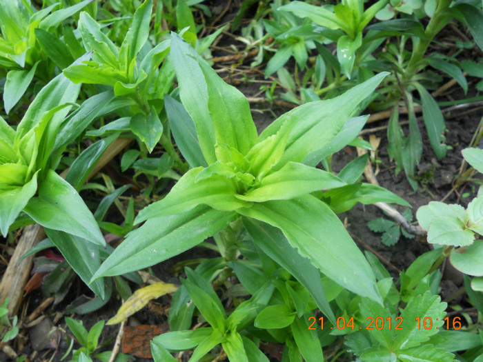 DSCN0583 - Oituz 2012