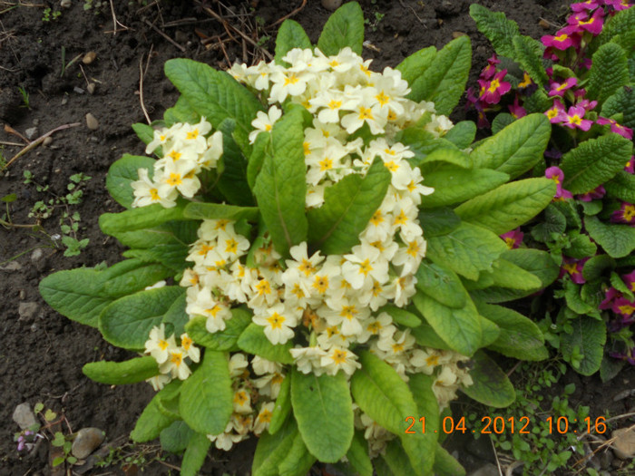 DSCN0584 - Oituz 2012