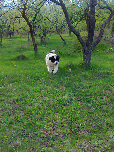 photo0469 - Iancu dupa o lunga perioada de boala crunta_ PARVOVIROZA