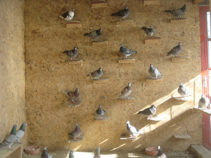 martie 2012 - porumbei zburatori
