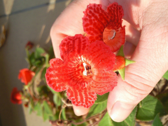 kohleria eriantha - kohleria