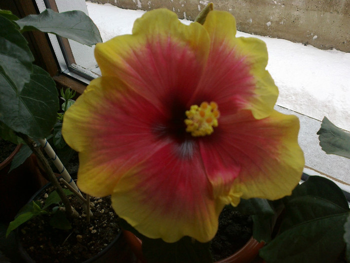 05022012170 - hibiscus