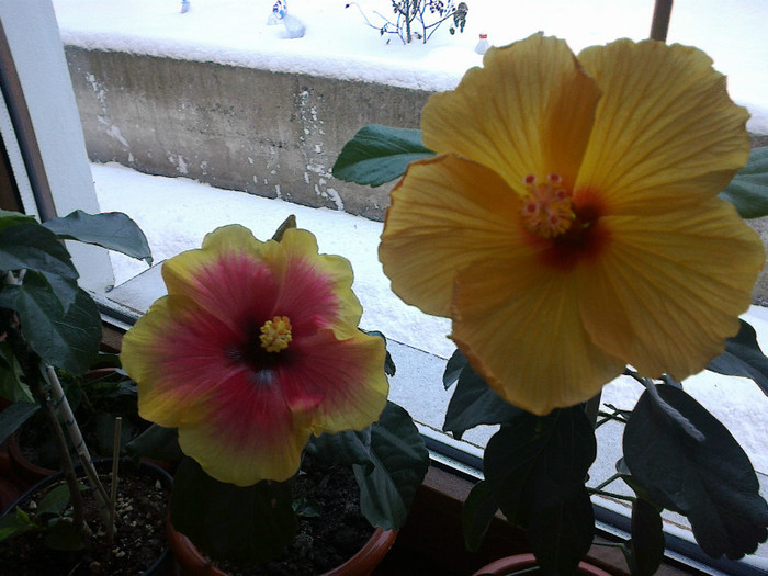 05022012172 - hibiscus