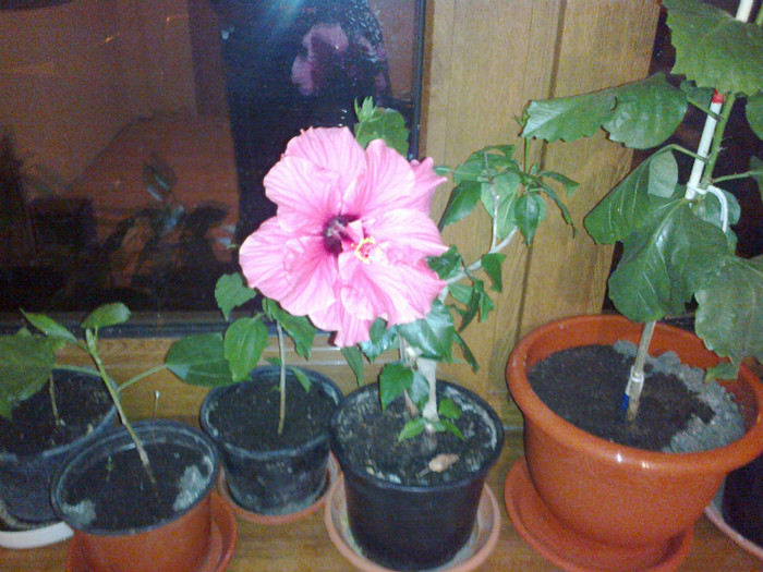 ciclam batut - hibiscus