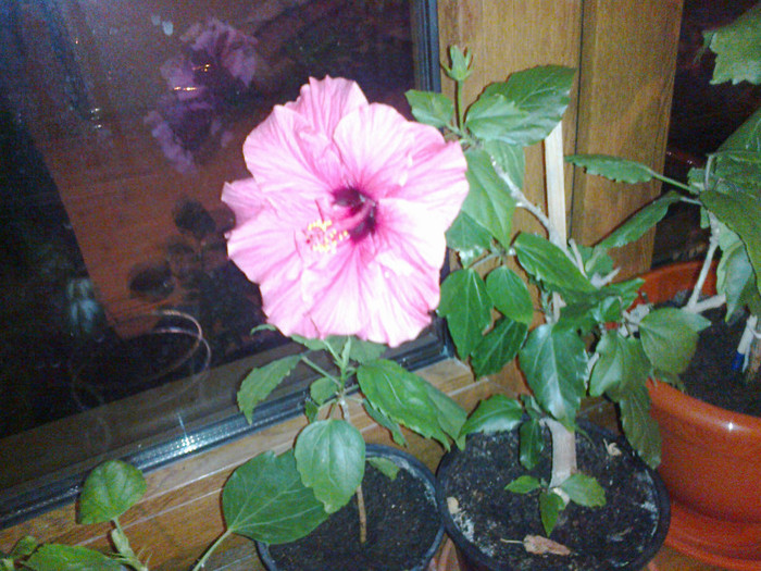 12032012232 - hibiscus