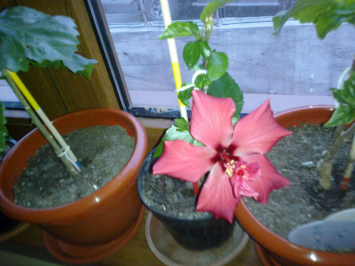 14032012237 - hibiscus