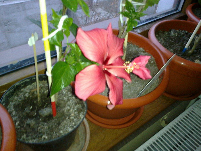 14032012239 - hibiscus