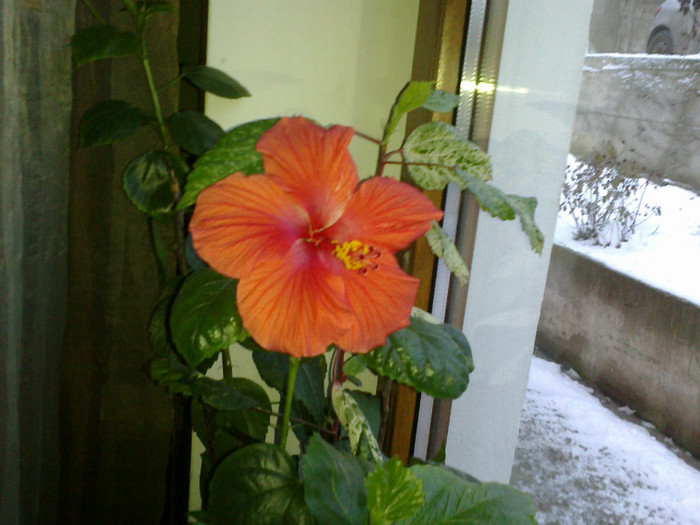 16012012148 - hibiscus