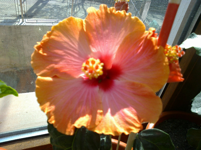 passion - hibiscus