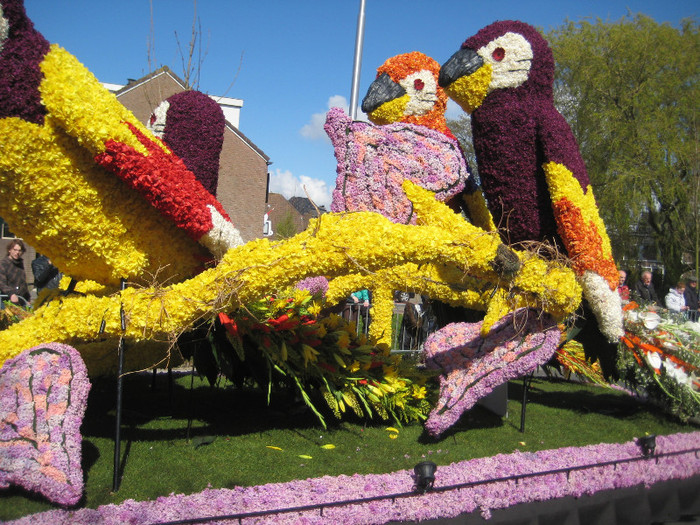 IMG_8801 - Parada florilor 2012 keukenhof 21-22 aprilie