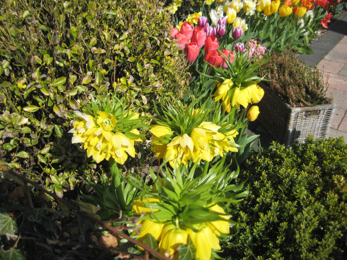 IMG_8956 - Parada florilor 2012 keukenhof 21-22 aprilie