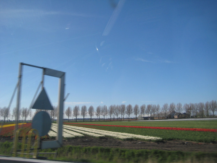 IMG_8963 - Campurile olandei  21 aprilie 2012