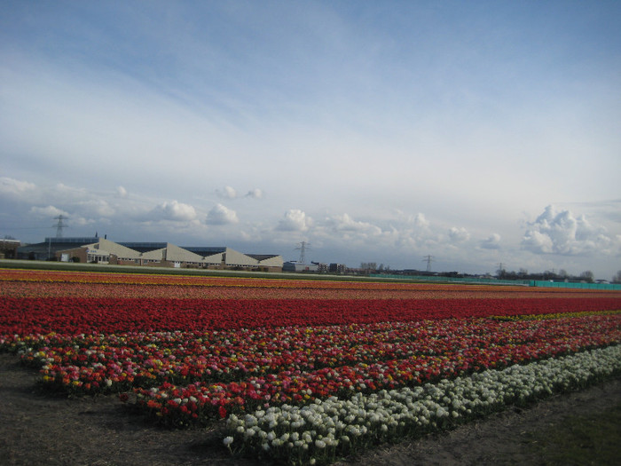 IMG_9059 - Campurile olandei  21 aprilie 2012