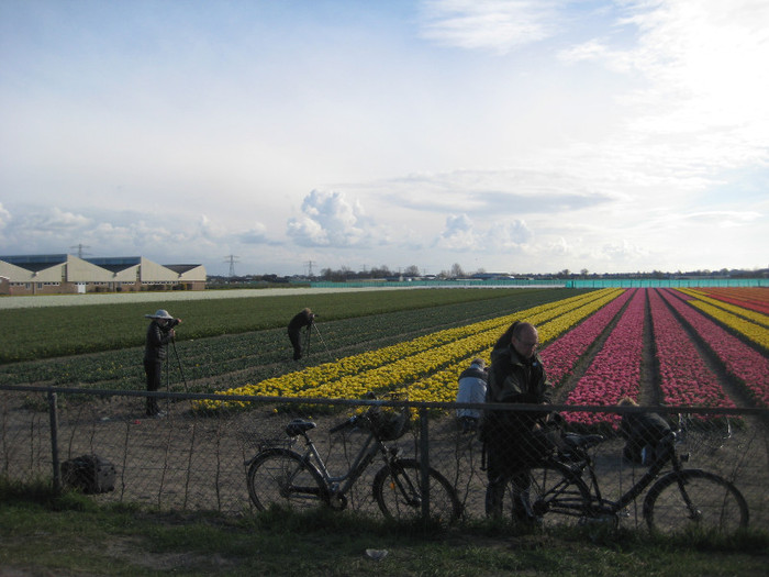 IMG_9063 - Campurile olandei  21 aprilie 2012