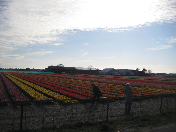 IMG_9064 - Campurile olandei  21 aprilie 2012