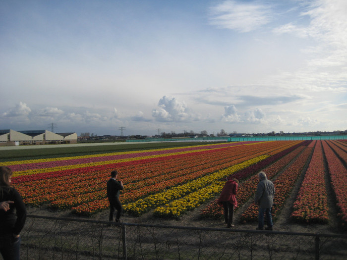 IMG_9066 - Campurile olandei  21 aprilie 2012