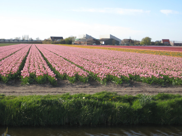 IMG_9068 - Campurile olandei  21 aprilie 2012