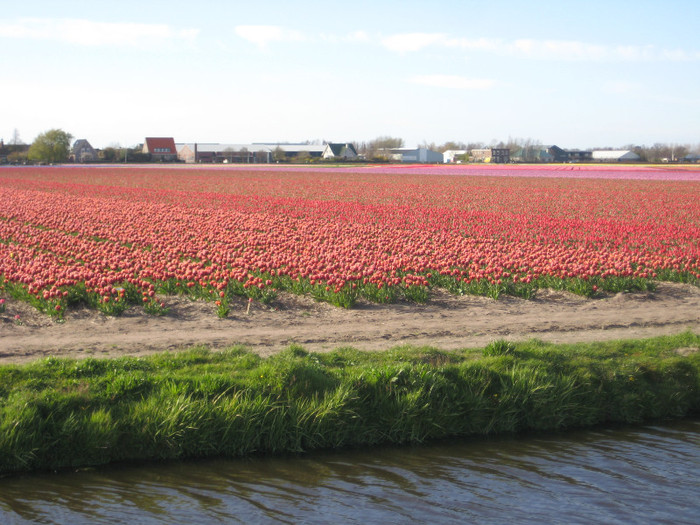 IMG_9070 - Campurile olandei  21 aprilie 2012