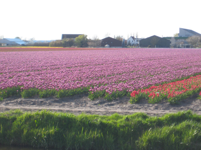 IMG_9073 - Copy - Campurile olandei  21 aprilie 2012