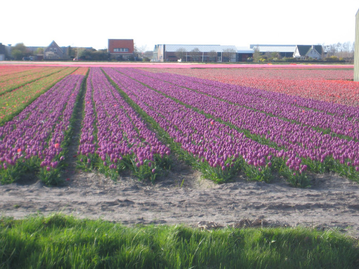 IMG_9075 - Campurile olandei  21 aprilie 2012