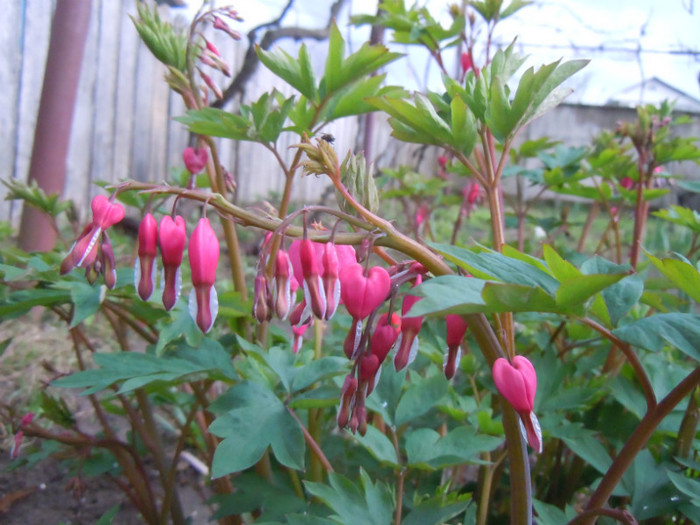 Dicentra spectabilis roz - 2012 Primavara in gradina