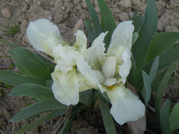 iris timpuriu 3, alb, talie mica