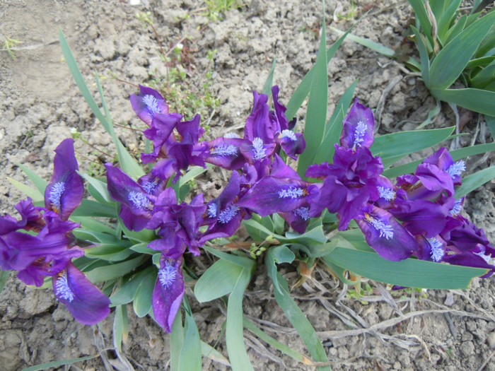 iris pumila violet, foarte timpuriu, talie foarte mica - 2012 Primavara in gradina