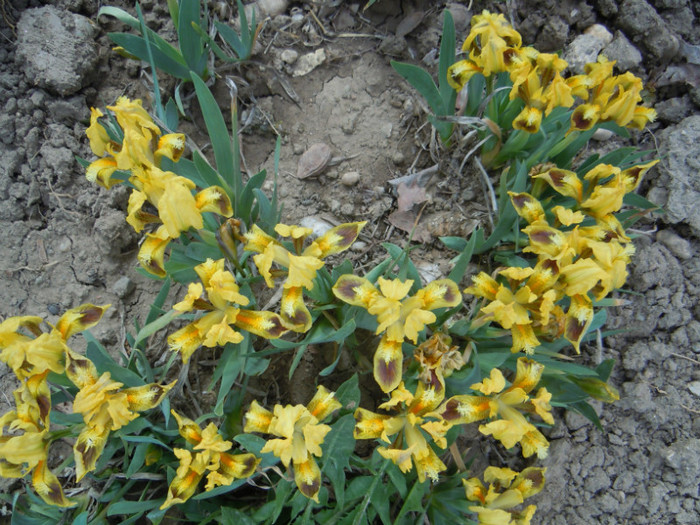 iris pumila galben cu maro, talie foarte mica, foarte timpuriu
