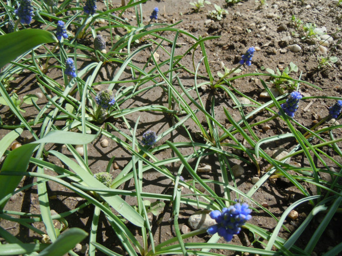 muscari batute- degenereaza - 2012 Primavara in gradina