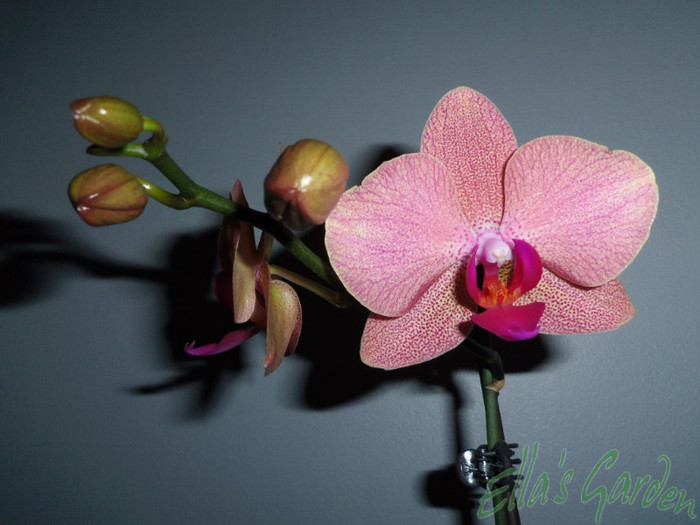 21 apr. 2012 - 2012 Orhidee