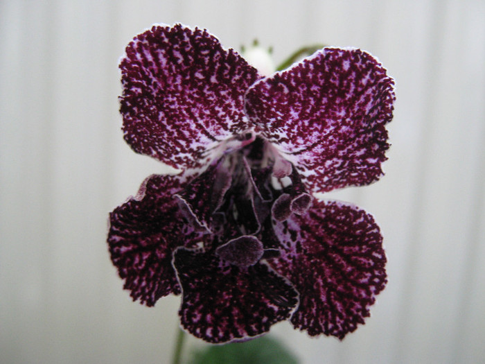  - streptocarpus DS Ekspressija - Dimetris