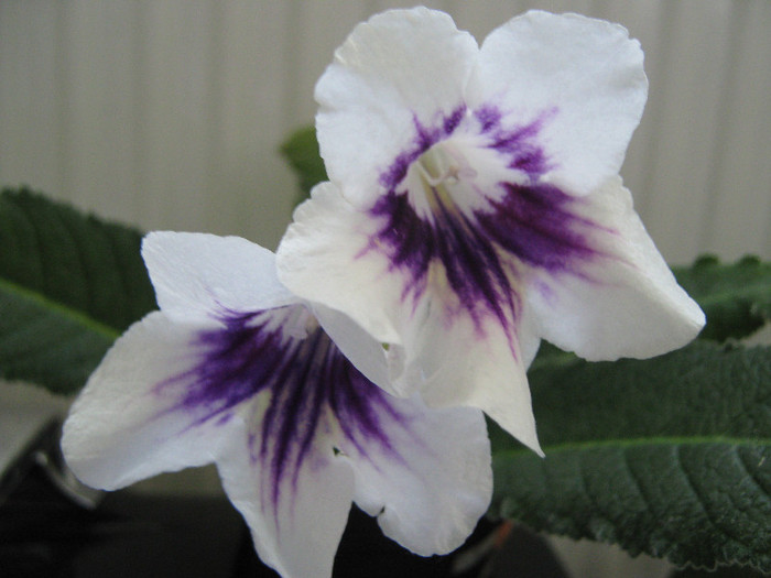  - streptocarpus DS Epatazh -Dimetris