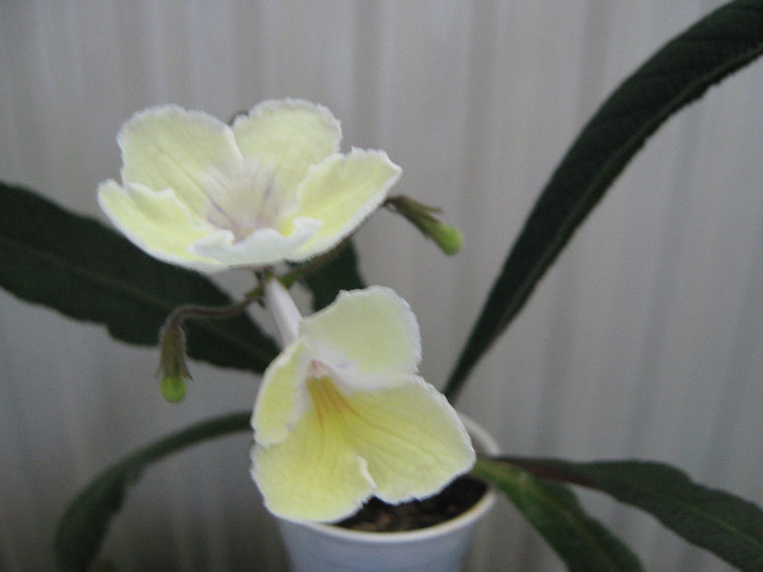  - streptocarpus Alissa