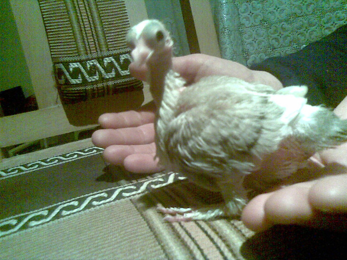 Image(373) - arhiva porumbeii care iam avut