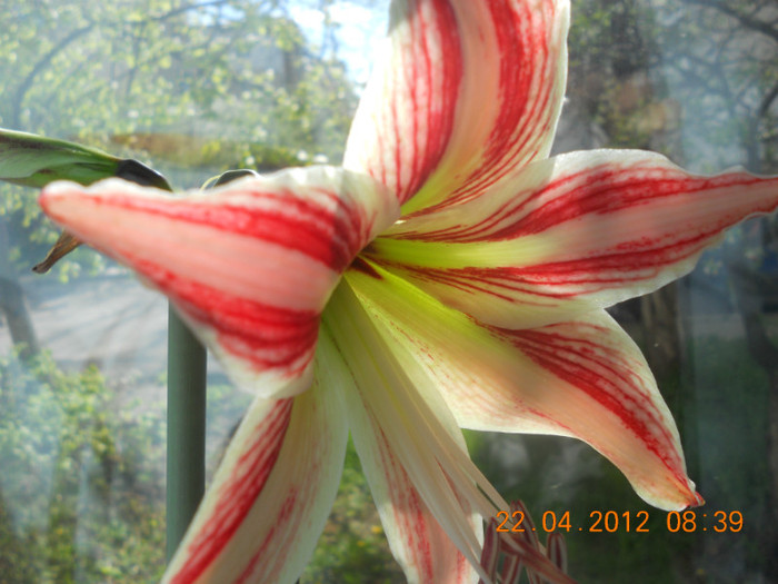 DSCN0637 - Amaryllis 2012-2014