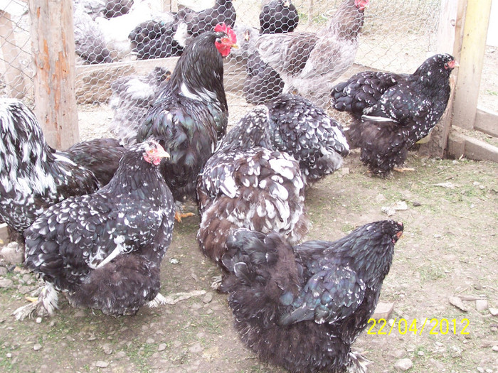 100_4213 - Cochinchina urias bobat